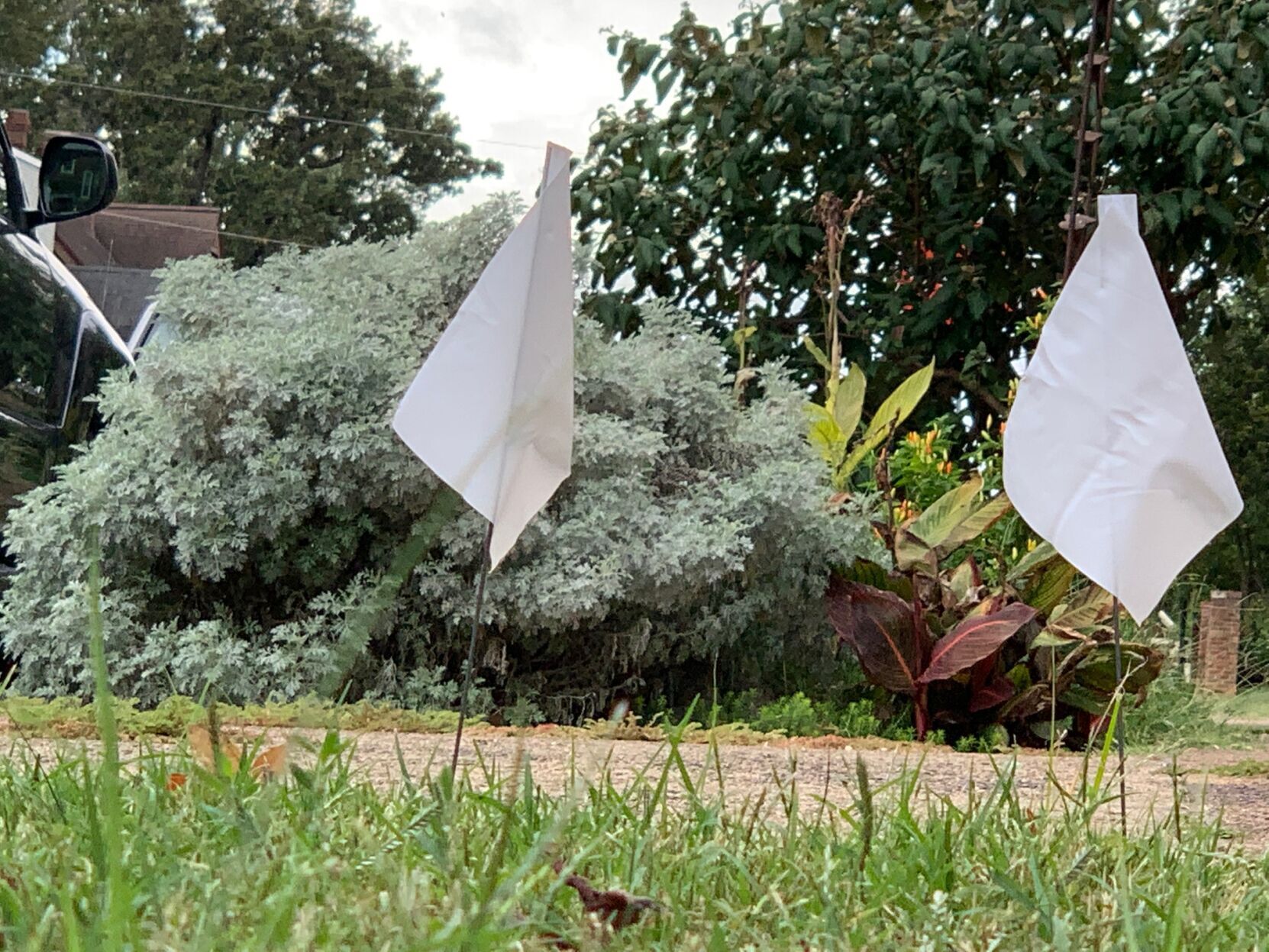 white flags 1.jpg